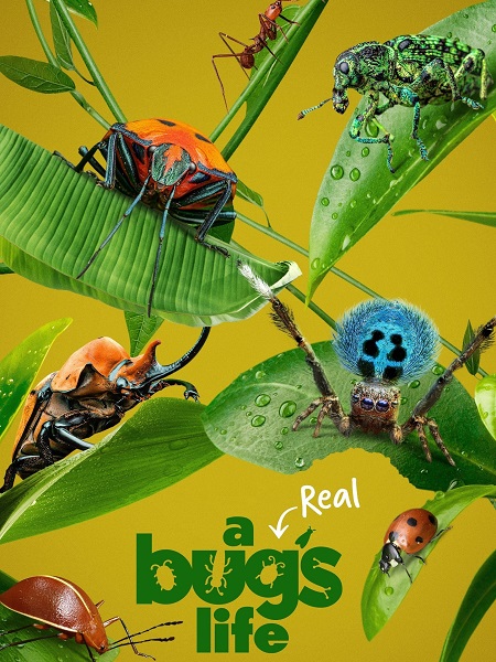 مشاهدة مسلسل A Real Bug’s Life الموسم الاول الحلقة 2 مترجمة